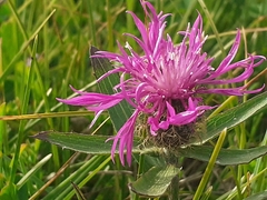 Centaurea rhaetica