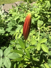 Lilium philadelphicum