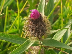 Centaurea rhaetica