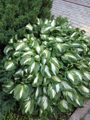 Hosta undulata