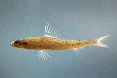 Offshore Lizardfish photo 1