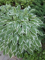 Hosta undulata