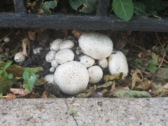 Fungi