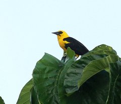 Gymnomystax mexicanus