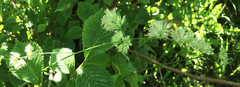 Dactylis glomerata