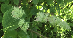 Dactylis glomerata