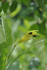 Otiorhynchus pinastri
