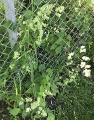 Dactylis glomerata