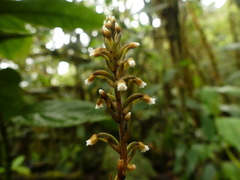 Microchilus