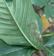 Cameraria aesculisella