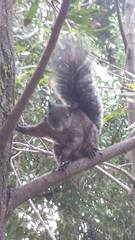 Sciurus aureogaster