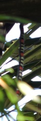 Atractus elaps
