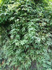 Clematis macropetala