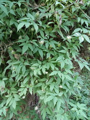 Clematis macropetala