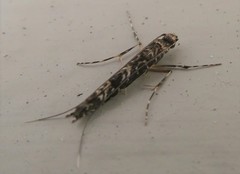 Conopomorpha cyanospila