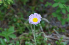 Erigeron glabellus