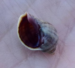 Nucella emarginata