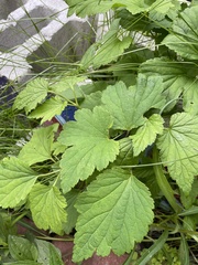 Eriocapitella × hybrida