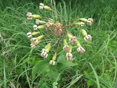 Asclepias amplexicaulis