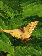 Diacrisia sannio