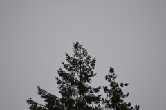 Patagioenas fasciata