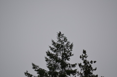 Patagioenas fasciata