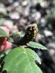 Heteroecus melanoderma