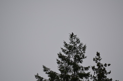 Patagioenas fasciata