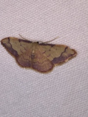Idaea ostrinaria