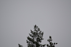 Patagioenas fasciata