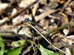 Argia serva