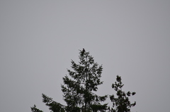 Patagioenas fasciata