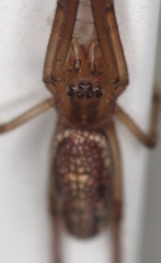 Tetragnatha versicolor