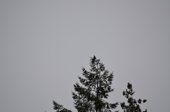 Patagioenas fasciata