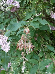 Syringa × prestoniae