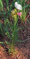 Oenothera coronopifolia