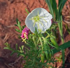Oenothera coronopifolia