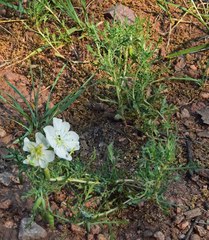 Oenothera coronopifolia
