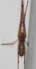 Tetragnatha versicolor