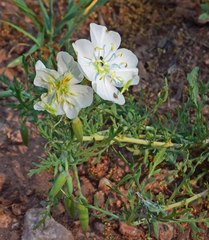 Oenothera coronopifolia
