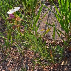 Oenothera coronopifolia
