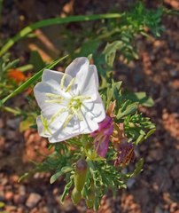 Oenothera coronopifolia