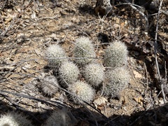 Mammillaria schumannii