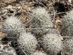 Mammillaria schumannii