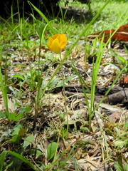 Arachis