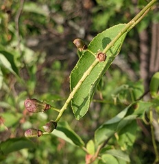 Contarinia virginianiae