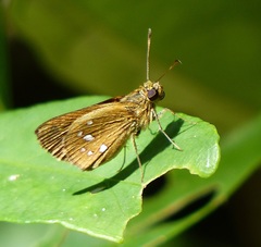 Pheraeus fastus