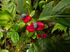 Drymonia brochidodroma