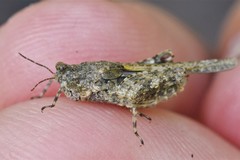 Paratettix cucullatus