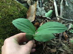 Cypripedium parviflorum